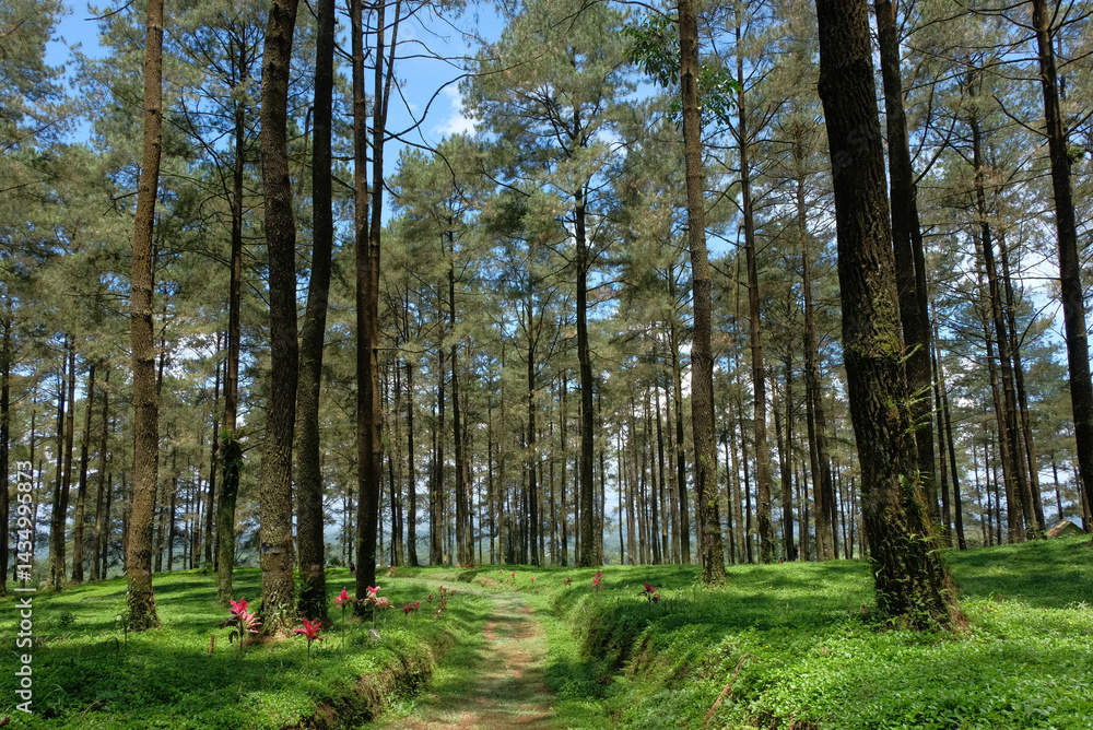 Fototapeta premium pine forest with hot weather