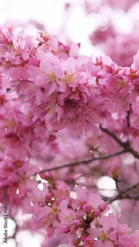 Closeup of pink cherry blossoms in full bloom. Vertical video Closeup of pink cherry blossoms in full bloom. Vertical video