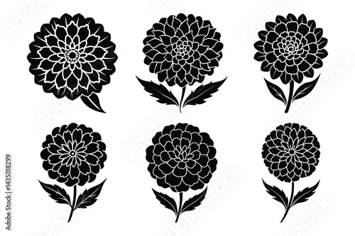 Marigold icon Silhouette set vector illustration, Marigold design with white background