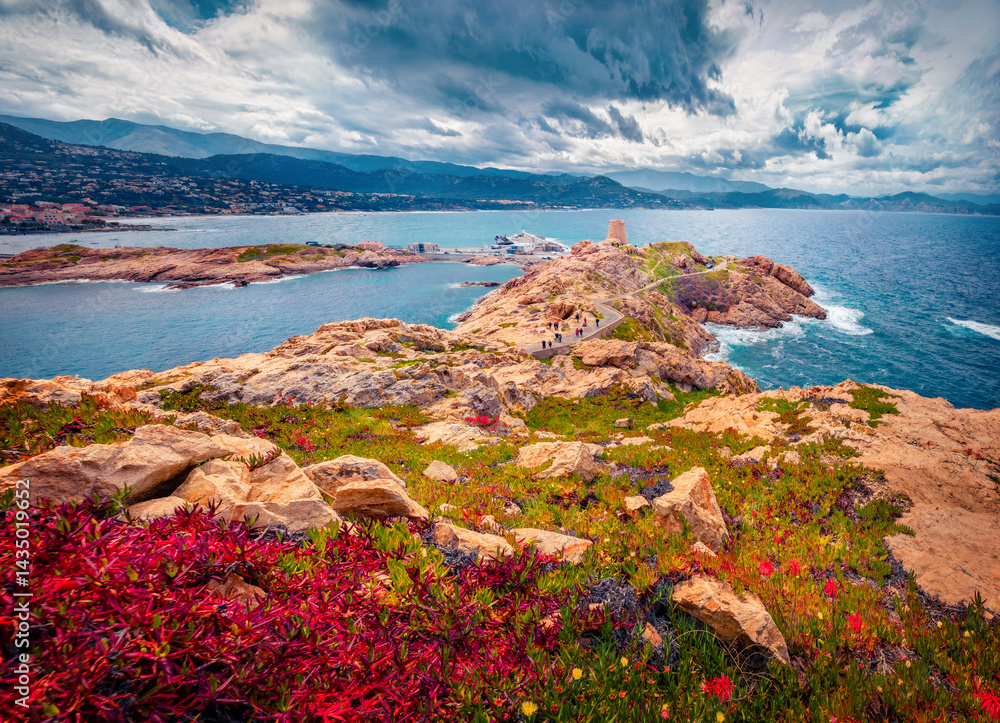 Dramatic summer view of blooming red flowers on de la Pietra cape with Genoise de la Pietra a L'ile-Rousse tower on background.Wonderful afternoon scene of Corsica island, France, Europe.