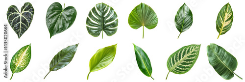 Diverse Collection of Green Leaves with Unique Textures and Patterns Isolated on White Background. Large Multiple Plant and Nature Collection Set Isolated on Transparent Background