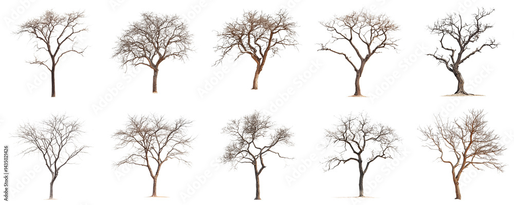 Εκτύπωση καμβά Collection of Bare Trees in Various Forms and Shapes Against a White Background for Seasonal and Nature Themes