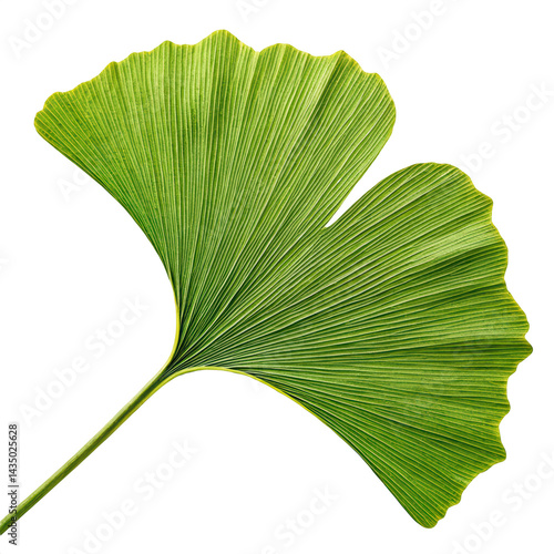 beautiful ginkgo green leaf png fan shaped leaf png ginkgo biloba png herbal leaf png transparent background image photo