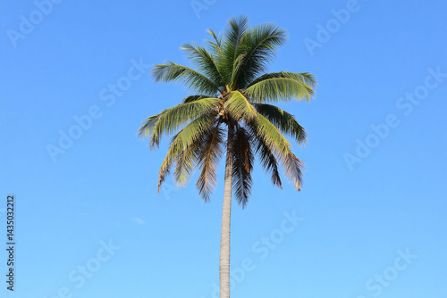 lone palm tree on a beach with a blue sky in the background