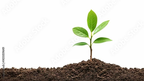 Wallpaper Mural Isolated seedling sprouting from soil on a white background showing new life and growth concept Torontodigital.ca