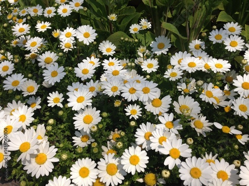 Fényképezés field of daisies