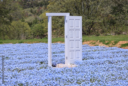 Nemophila Blue with the object