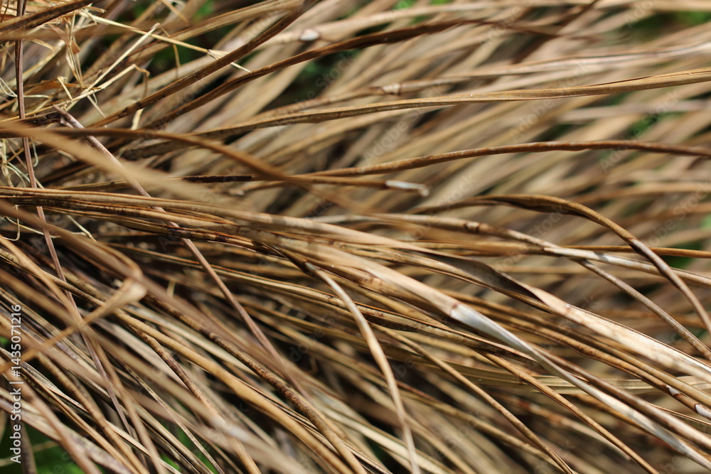 Brown Dry Leaves in the garden Brown Dry Leaves in the garden