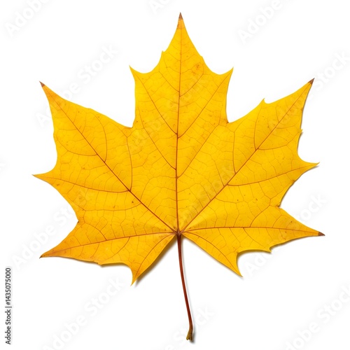 Wallpaper Mural Bright yellow maple leaf isolated on white Torontodigital.ca