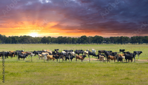 Wallpaper Mural Herd of dairy cattle grazing in pasture field. Milk cows on green farm grassland in Florida Torontodigital.ca