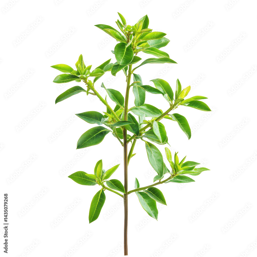 Euphorbia plant varieties displayed against a clean white background for clarity and focus, Image euphorbia plant isolated on white background file on white background Euphorbia plant varieties displayed against a clean white background for clarity and focus, Image euphorbia plant isolated on white background file on white background