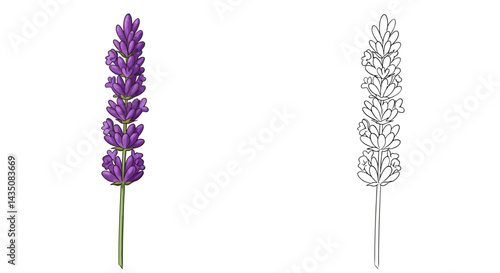 Lavender Flower Illustration: A detailed illustration of a lavender flower in full bloom, displayed with a monochrome counterpart for design and creative projects.