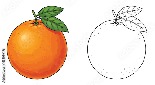 Orange Fruit Illustration: A vibrant illustration captures the fresh allure of an orange fruit. The image showcases a fully colored orange alongside a line art version.