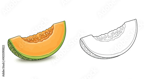 Cantaloupe Slice Illustration: A colorful and detailed illustration of a cantaloupe slice, perfectly rendered in two distinct styles: one vibrant with color and the other in a sleek.