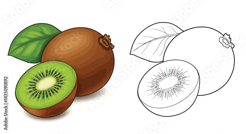 Kiwi Fruit Illustration: A vibrant illustration featuring a whole kiwi fruit and a sliced kiwi, alongside a monochrome line drawing version, perfect for educational materials or culinary designs.