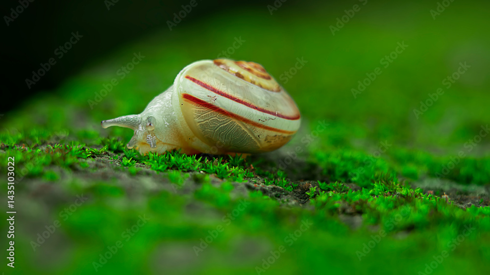 close up photo of snail close up photo of snail