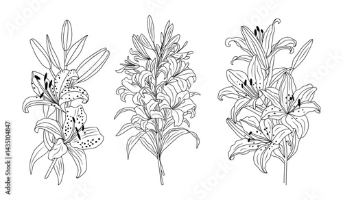 Set of Lily flowers line art vector botanical illustration. Hand drawn May birth month flowers black ink sketch isolated on transparent background