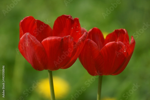 red and yellow tulips