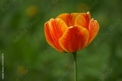 red and yellow tulip