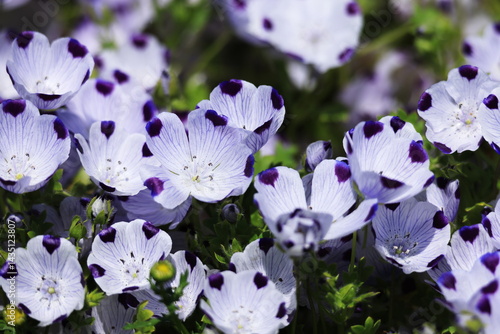 Nemophila maculate ,monkarakusa in Japan