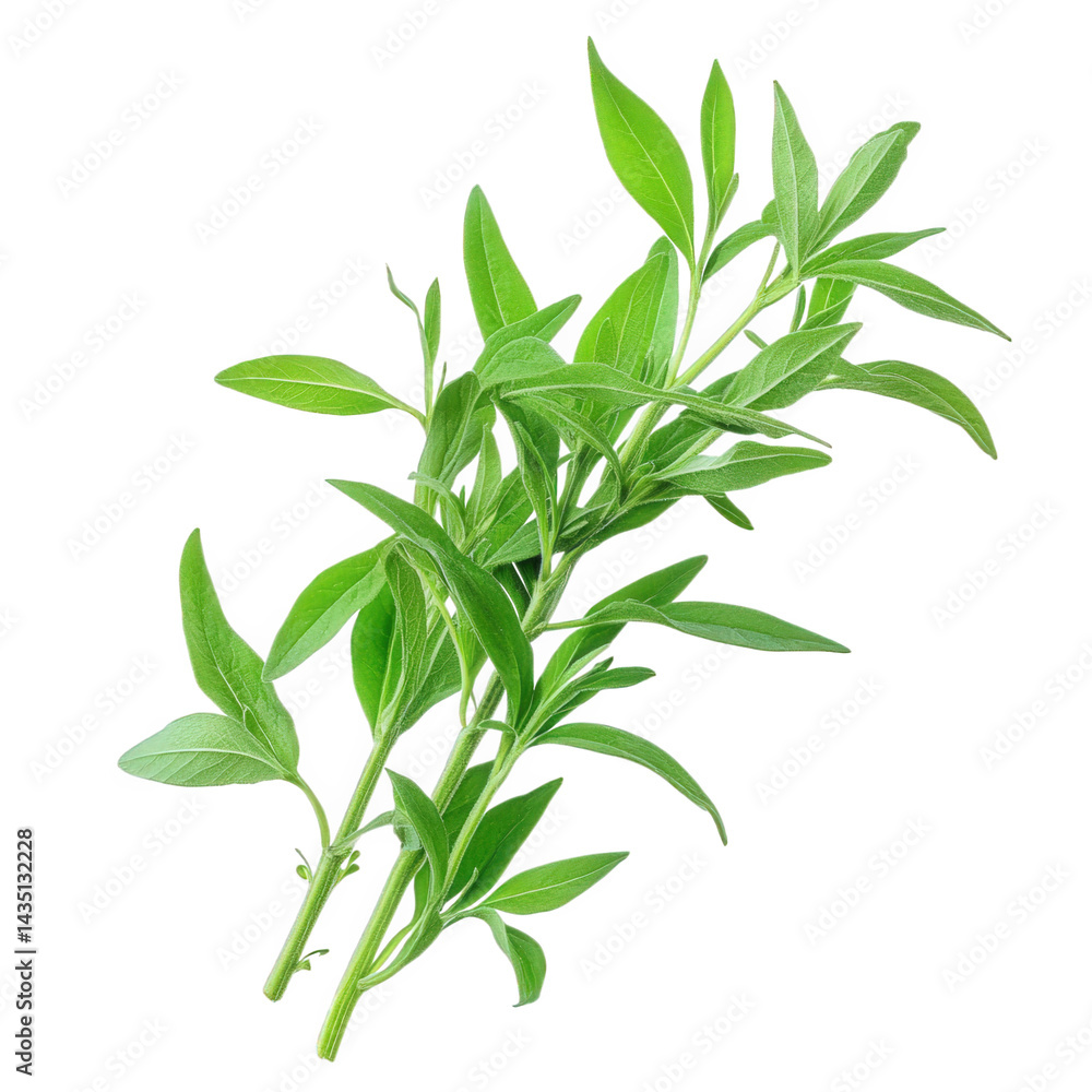 Obraz premium vibrant green sprig of tarragon. showcasing its elongated leaves and fresh appearance. often used in culinary dishes for flavoring its bright color suggests freshness and vitality. making it an appeal