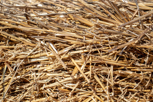 The straw lies on the ground, top view. Chaotically scattered stems of cut crops in the sun. Thatch grass on a sunny day.