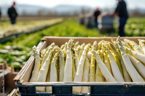 Harvested white asparagus in crate on sunlit farm field with workers in background