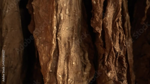 Hanging tobacco leaves in barn for natural drying, Traditional agriculture and quality control in tobacco production, Tobacco farming, Harvest leaf.