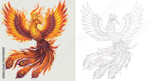 Phoenix Firebird, Mythical creature, color and sketch: A majestic phoenix, a mythical bird of fire and rebirth, is depicted in vibrant color and a detailed line sketch, symbolizing renewal.