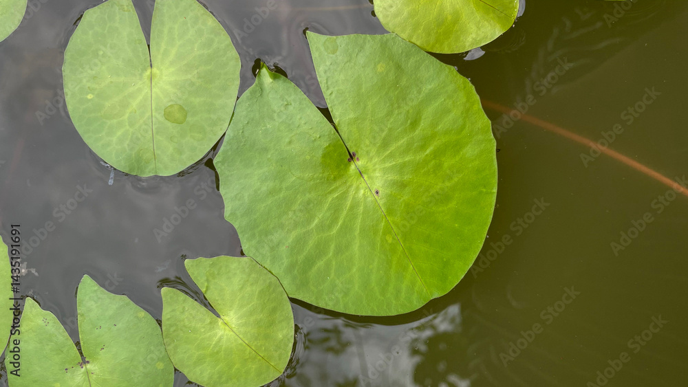 Calm Water Lily Leaves Natural Pond Close-Up Photography Tranquil Environment Serene Viewpoint Calm Water Lily Leaves Natural Pond Close-Up Photography Tranquil Environment Serene Viewpoint