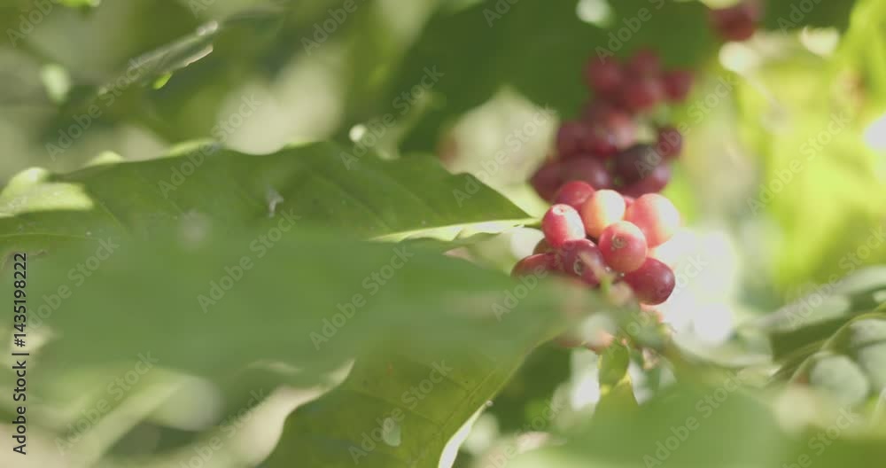 Close up harvest red ripe coffee seed robusta arabica berry harvesting coffee farm. Harvest coffee bean ripe Red berries plant fresh seed coffee tree growth in green eco organic farm green background
Close up harvest red ripe coffee seed robusta arabica berry harvesting coffee farm. Harvest coffee bean ripe Red berries plant fresh seed coffee tree growth in green eco organic farm green background