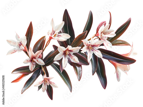Sarcococca Blossom in Garden