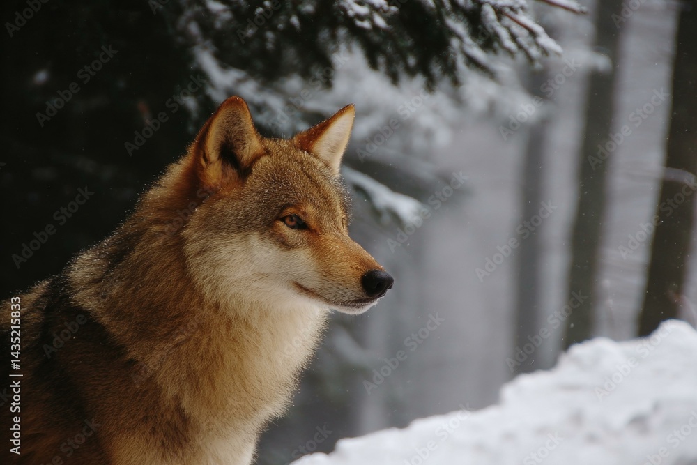 Fototapeta premium Winter Forest Scene with a Majestic Wolf