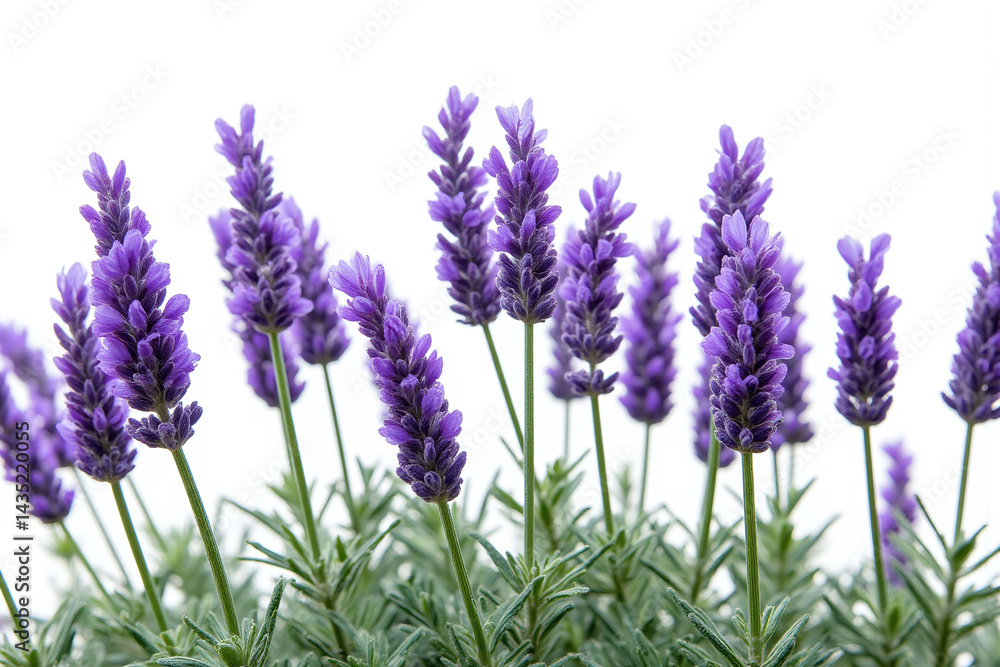 Fototapeta premium field of lavender flowers on a white background