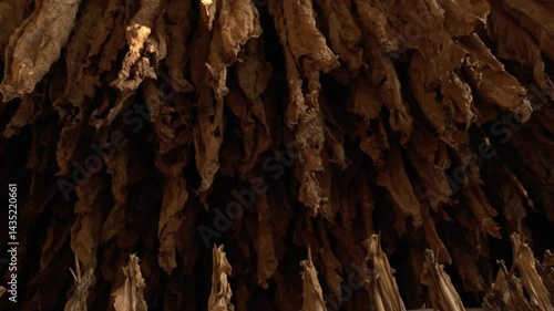 Hanging tobacco leaves in barn for natural drying, Traditional agriculture and quality control in tobacco production, Tobacco farming, Harvest leaf.