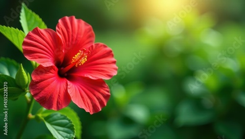 Wallpaper Mural Vibrant red hibiscus flower unfolding in a lush green garden landscape, hibiscus, garden Torontodigital.ca