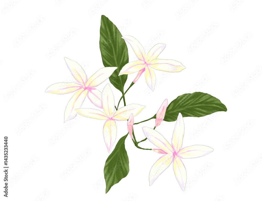 Digital painting of jasmine (melati) flowers Digital painting of jasmine (melati) flowers