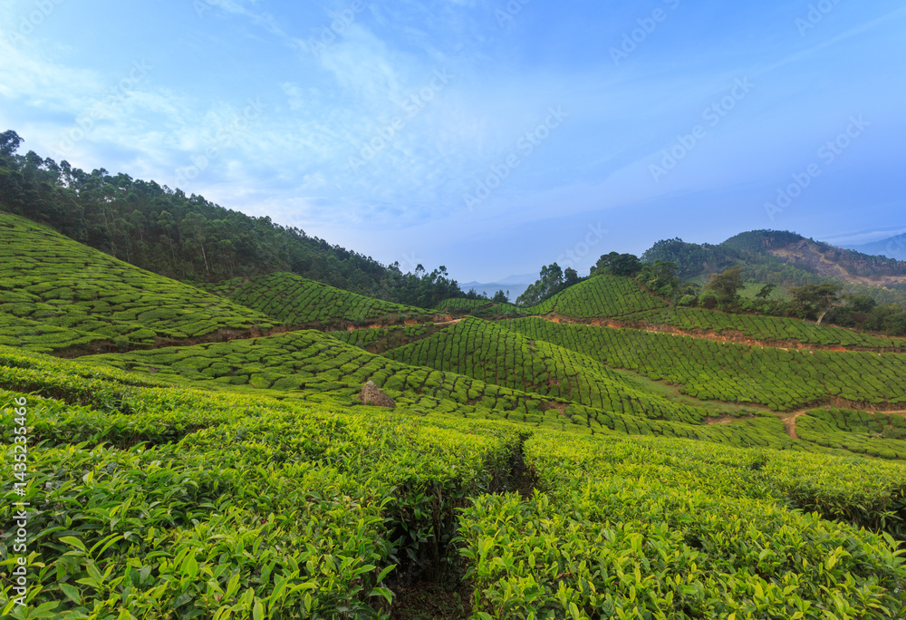 Fototapeta premium Tea Plantation in Munnar - Kolukkumalai (Kerala)