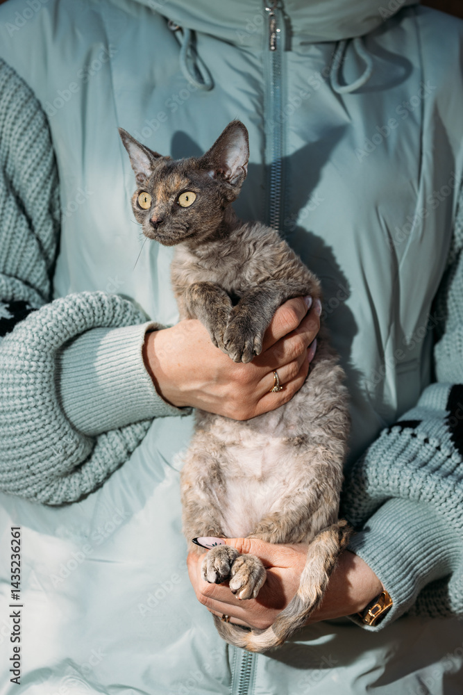 Obedient Devon Rex Cat With Brown Grey Fur Color Sit On Hands. Curious Playful Funny Cute Amazing Devon Rex Cat. Cats Portrait. Yellow Cat Eyes. Amazing Happy Pets. Pet Friendship Concept