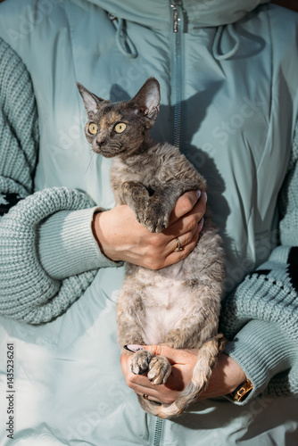 Obraz na płótnie Obedient Devon Rex Cat With Brown Grey Fur Color Sit On Hands. Curious Playful Funny Cute Amazing Devon Rex Cat. Cats Portrait. Yellow Cat Eyes. Amazing Happy Pets. Pet Friendship Concept w salonie