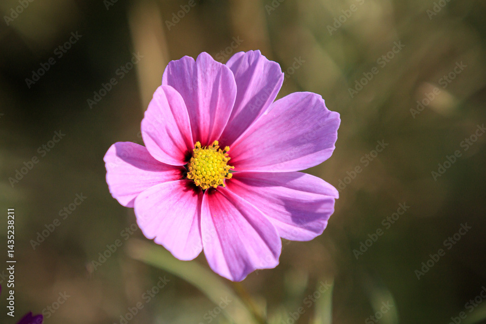 Obraz premium A close-up shot of a single pink Cosmos flower