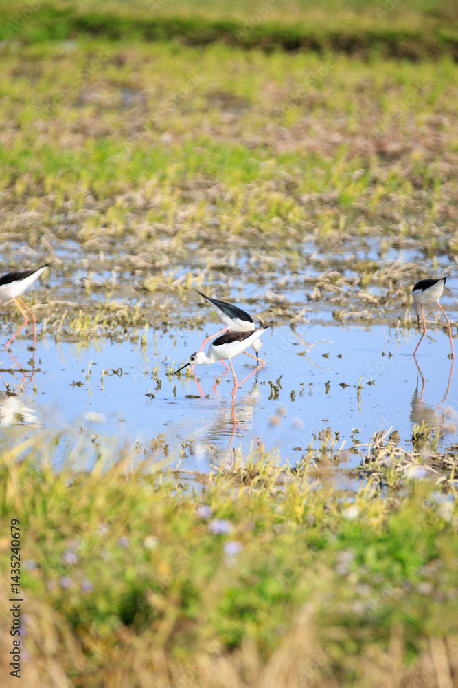 Fototapeta premium Elegant Black-necked Stilts Foraging in Shallow Water, Long Valley, Hong Kong