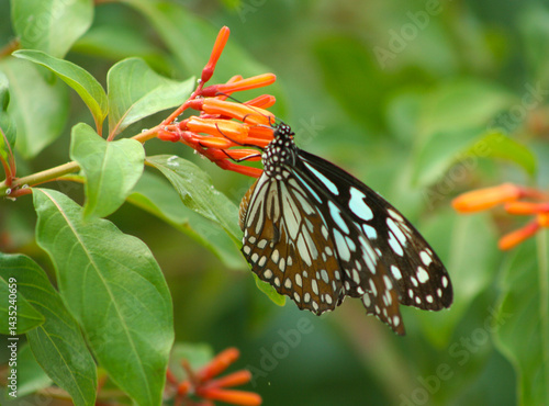 Photography Blue Tiger Butterfly - photographed in bannerghatta Butterfly Park (Bangalore, I