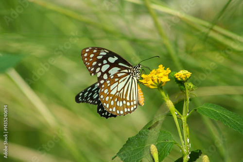 Photography Blue Tiger Butterfly - photographed in bannerghatta Butterfly Park (Bangalore, I