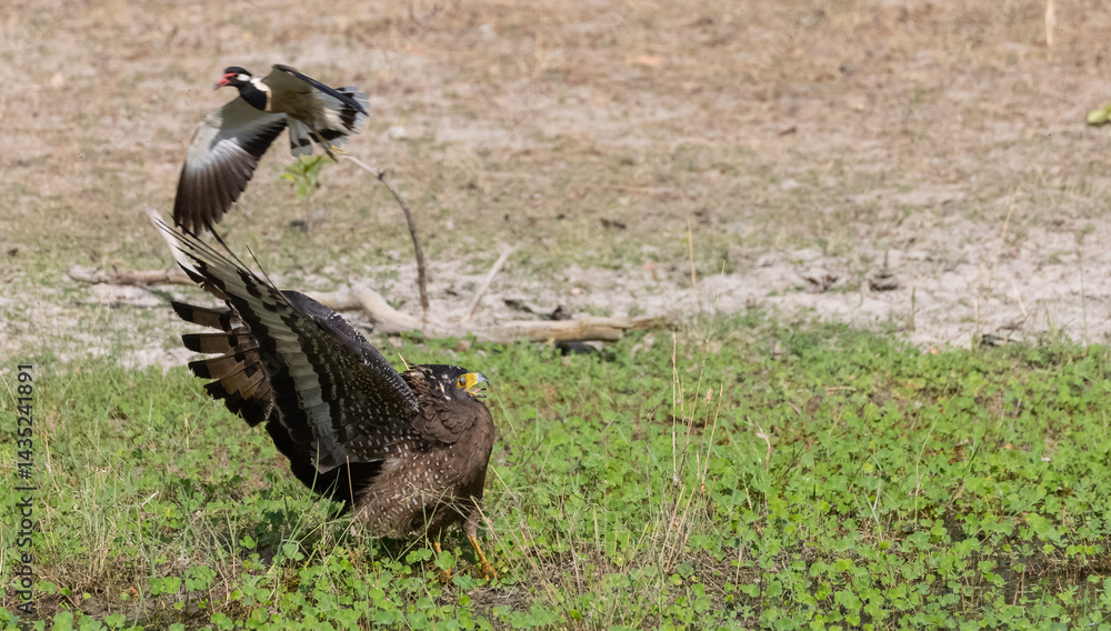 Fototapeta premium Crested Serpent Eagle (Spilornis cheela) perching on ground with open crest during the territory fight with Red-wattled Lapwing at the forest.