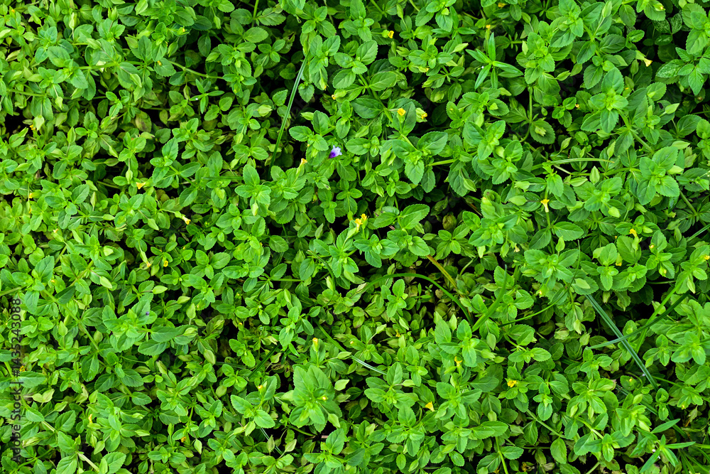 Top view of Mecardonia Procumbens with green leaves. High angle, above, design, backdrop, background. Sstkbackgrounds. Top view of Mecardonia Procumbens with green leaves. High angle, above, design, backdrop, background. Sstkbackgrounds.