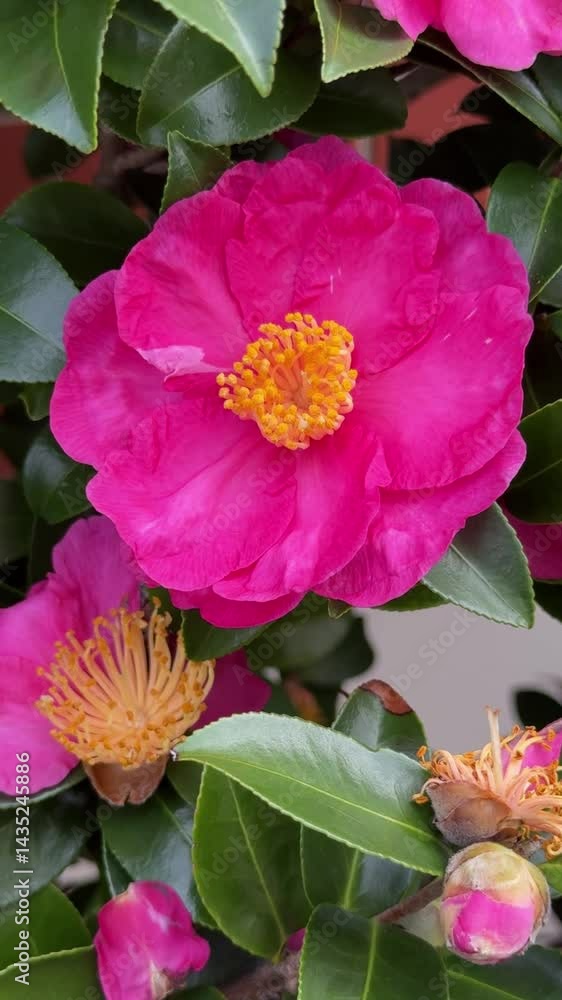 Camellia sasanqua pink flower with cluster of yellow stamens growing outdoors in the garden Camellia sasanqua pink flower with cluster of yellow stamens growing outdoors in the garden