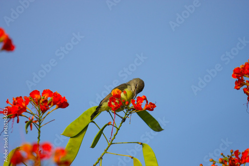 Photography A female Purple-rumped Sunbird drinking nectar from flower - photographed in an