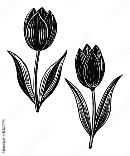 Elegant Tulip Flower Vector Art – Perfect for Nature Designs.