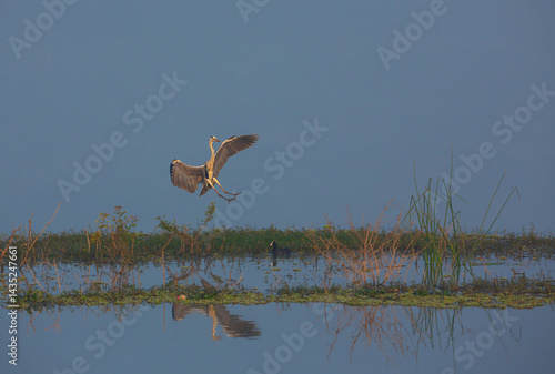 A Grey Heron landing on a a strip of land at the edge of a lake (photographed at Hoskote Lake at the outskirts of Bangalore, India)